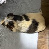 サテンクレスデッドモルモット男の子 1歳8ヶ月 サムネイル5