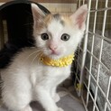 個性的でさっぱり白三毛　茉莉ちゃん家族募集