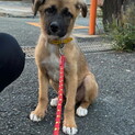 ムダ吠えなし人が好き甘えんオス子犬