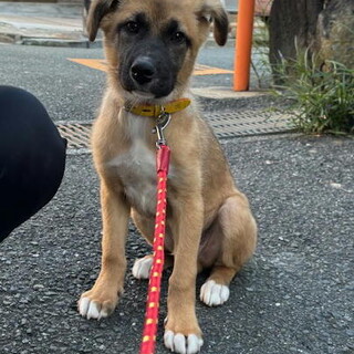 ムダ吠えなし人が好き甘えんオス子犬