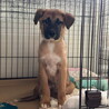 ムダ吠えなし人が好き甘えんオス子犬 サムネイル2