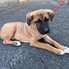 ムダ吠えなし人が好き甘えんオス子犬 サムネイル3