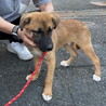 ムダ吠えなし人が好き甘えんオス子犬 サムネイル4