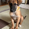 ムダ吠えなし人が好き甘えんオス子犬 サムネイル5