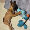 ムダ吠えなし人が好き甘えんオス子犬 サムネイル6