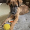 ムダ吠えなし人が好き甘えんオス子犬 サムネイル7