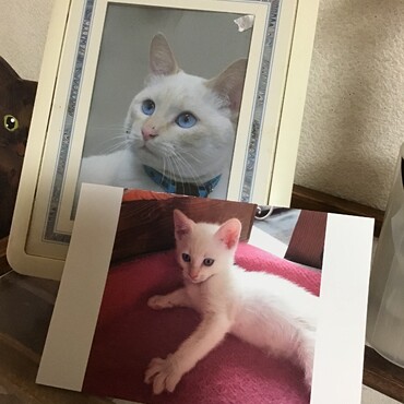 トムキャット！ボクもコタ兄も友達だよ❣️