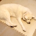 人懐っこい白毛の秋田犬
