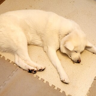 人懐っこい白毛の秋田犬