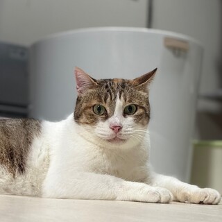 高いところが大好き三毛ちゃん
