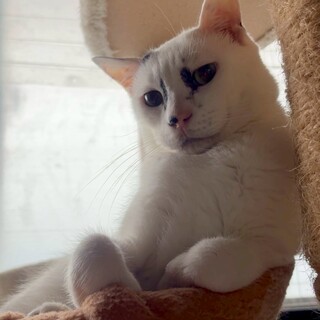 個性的なお顔が特徴の団十郎