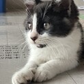 天使のような❤️ハチワレ仔猫