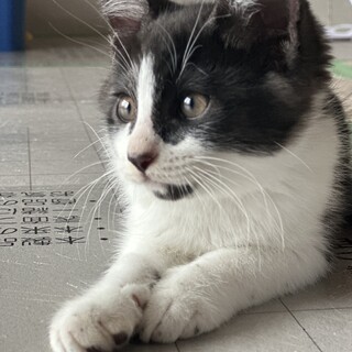 天使のような❤️ハチワレ仔猫