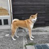 可愛がって頂ける方を募集します！ サムネイル3