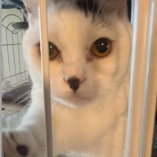 マンチカン　オス