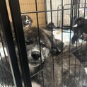 秋田犬の子犬三ヶ月の子を貰ってくれる人を募集