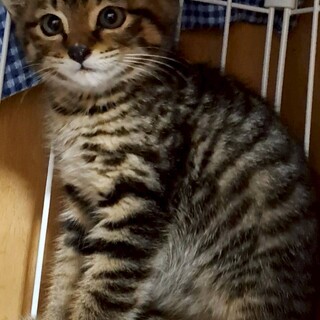 無邪気なお顔のタイガくん