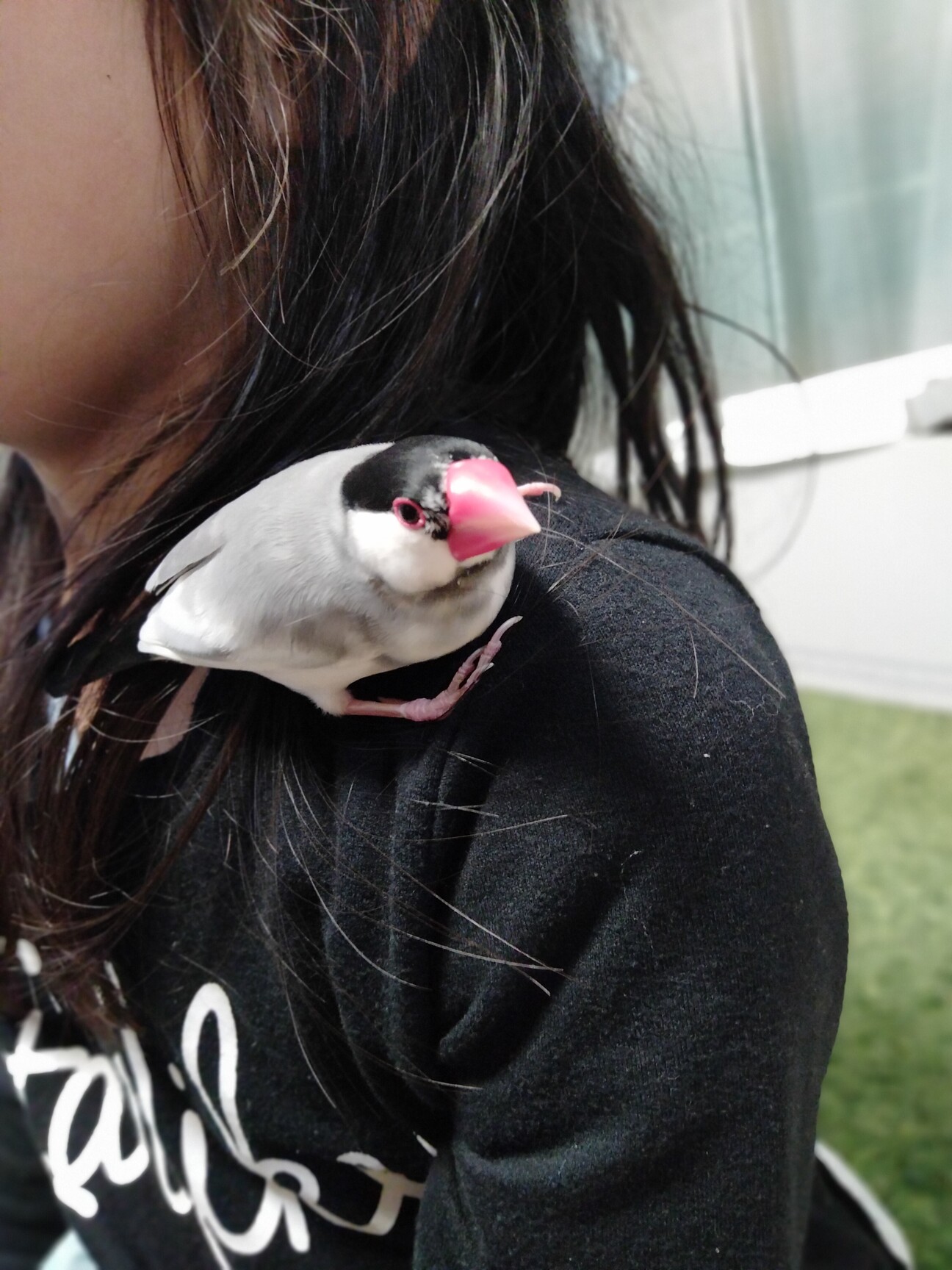 手のり桜文鳥1羽の里親募」茨城県 - 鳥の里親募集(543076