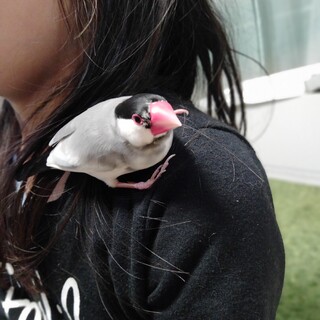 手のり桜文鳥1羽の里親募集します