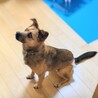 大きなお目々が魅力的♪胴長短足！もな子ちゃん♪ サムネイル3