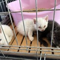 可愛い子猫3匹里親募集中