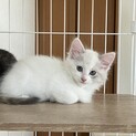 長毛シャムミックス女の子。三毛猫の姉妹2匹一緒で！