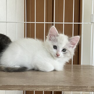 長毛シャムミックス女の子。三毛猫の姉妹2匹一緒で！