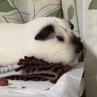まるた