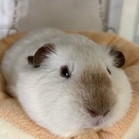 こだま