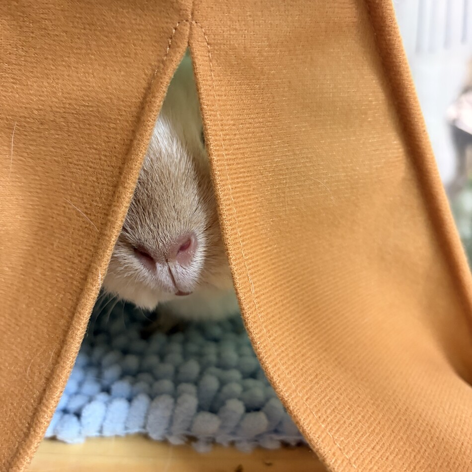 こだまのカバー写真