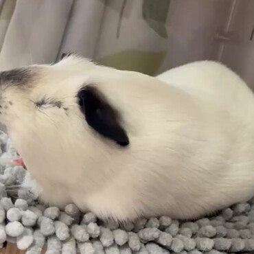おおあくび〜