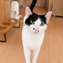 多頭崩壊レスキュー⑤【ごましお】