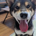 ニンゲン大好き！可愛すぎる黒柴くん！