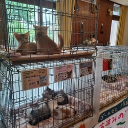 本気の譲渡会 サムネイル2