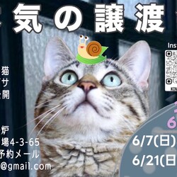 本気の譲渡会 サムネイル3