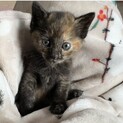 ミルクから育てたかわいいサビちゃん
