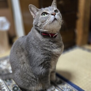 高齢両親の飼育不可により至急で里親様募集