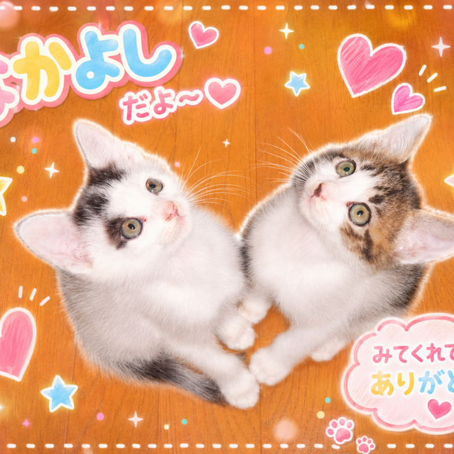 ☆くまねこ☆のカバー写真