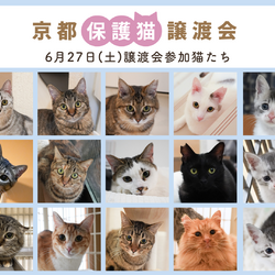 京都・保護猫の譲渡会