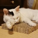 多頭飼育向け！猫たらしな女の子