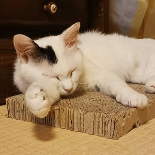 多頭飼育向け！猫たらしな女の子