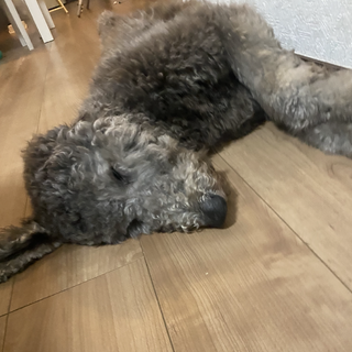 ゴールデンドゥードル