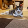 怖がりだけど優しいタタミちゃん サムネイル2