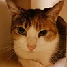 怖がりだけど優しいタタミちゃん サムネイル3
