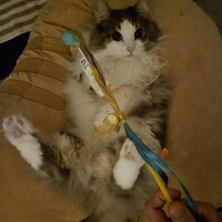 ソフィア