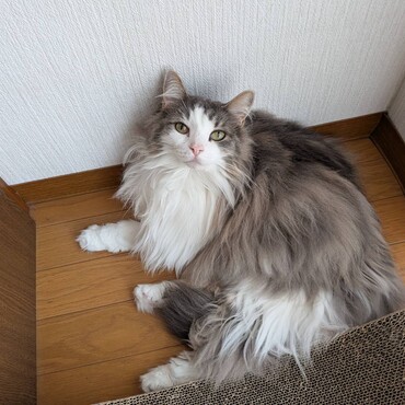ソフィアの写真