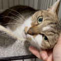 馴れると激甘えん坊❤最初は人見知ります、くーちゃん