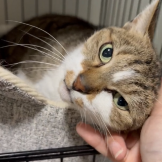 馴れると激甘えん坊❤最初は人見知ります、くーちゃん
