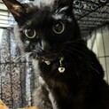 まんまるお目々の美しい黒猫☽るなちゃん♪