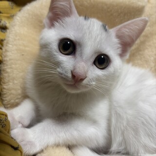 生後1ヶ月、美人な双子ちゃんです。